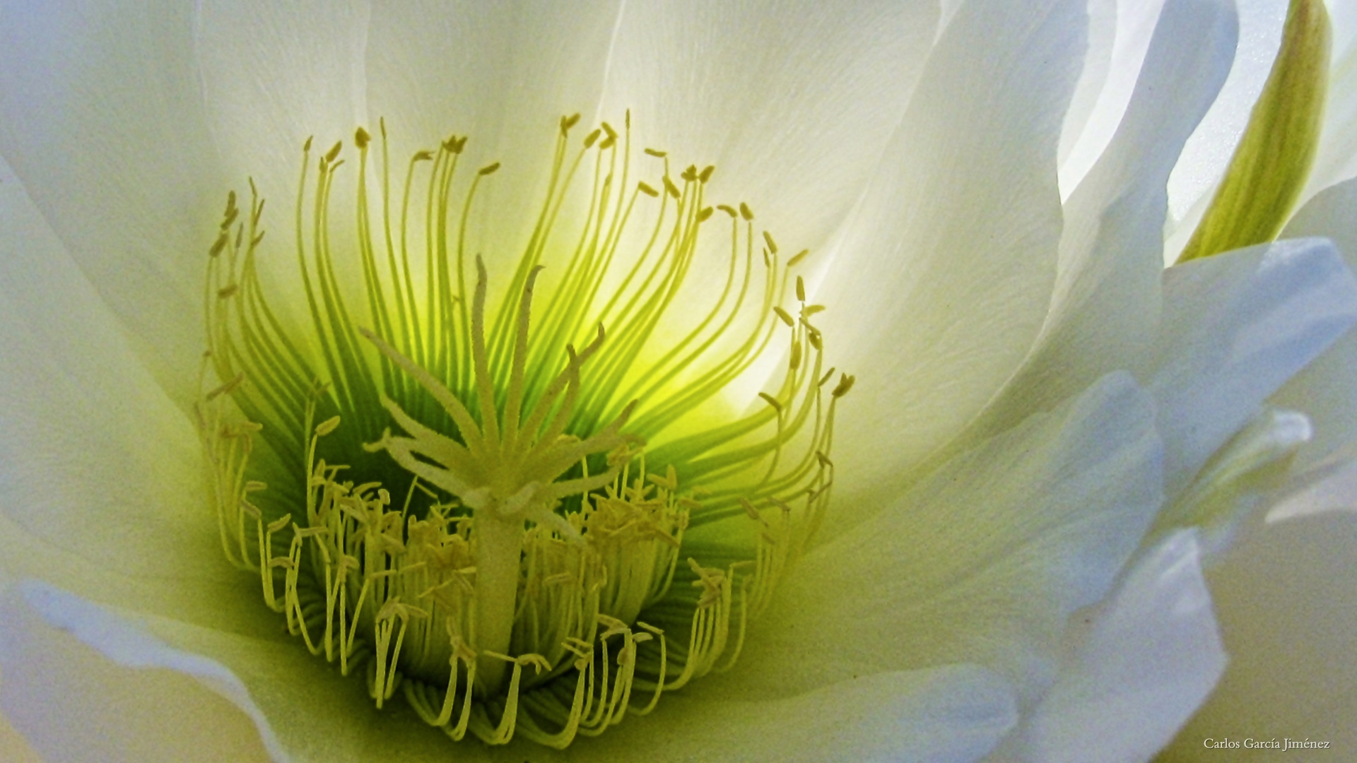 Cactus flower- Flor de Cacto