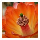 Cactus Flower II