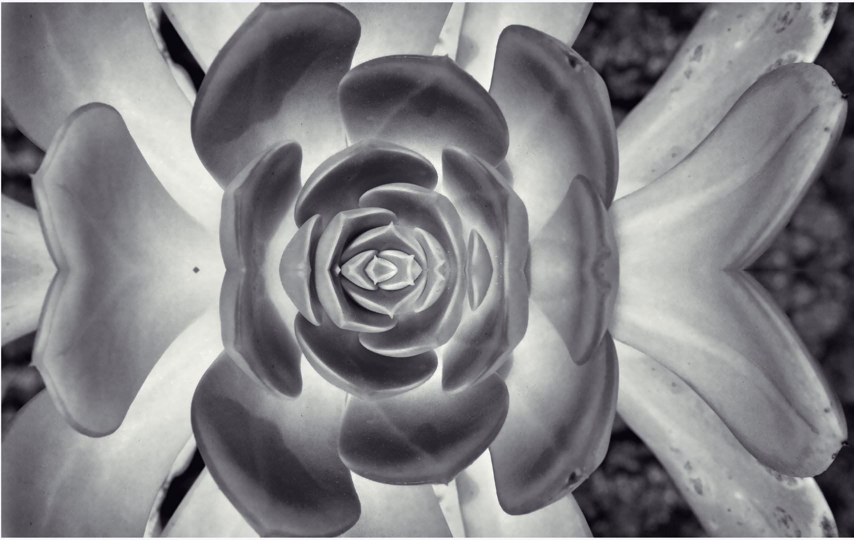 cactus flower teneriffe