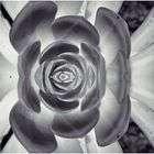 cactus flower teneriffe