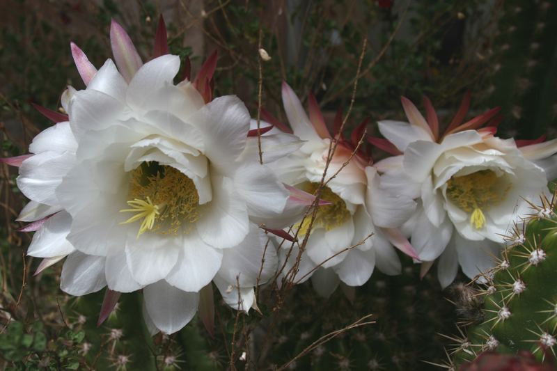 Cactus Flower Trio