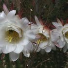 Cactus Flower Trio