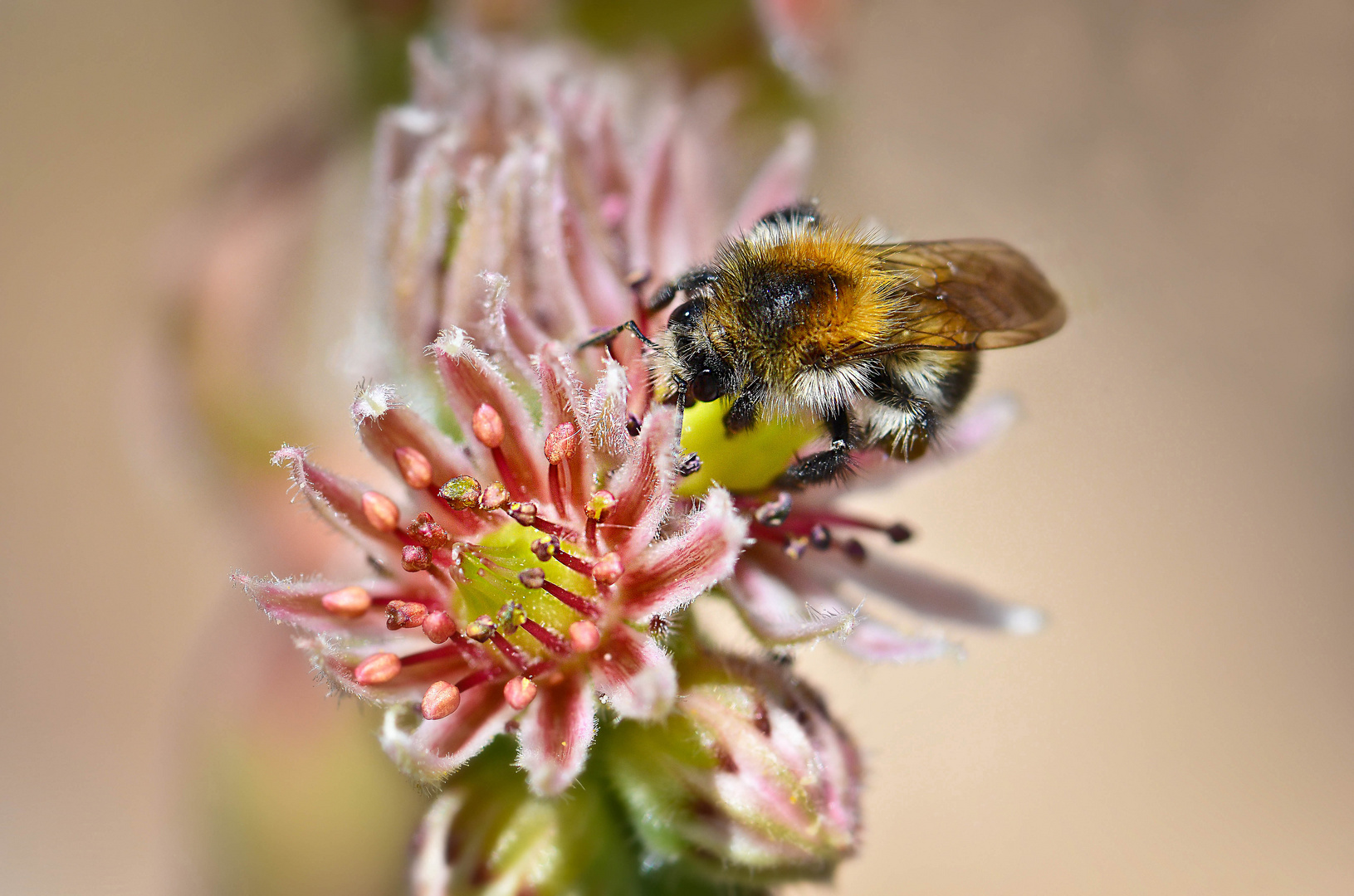 Cactus flower with a Bee ...