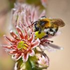 Cactus flower with a Bee ...