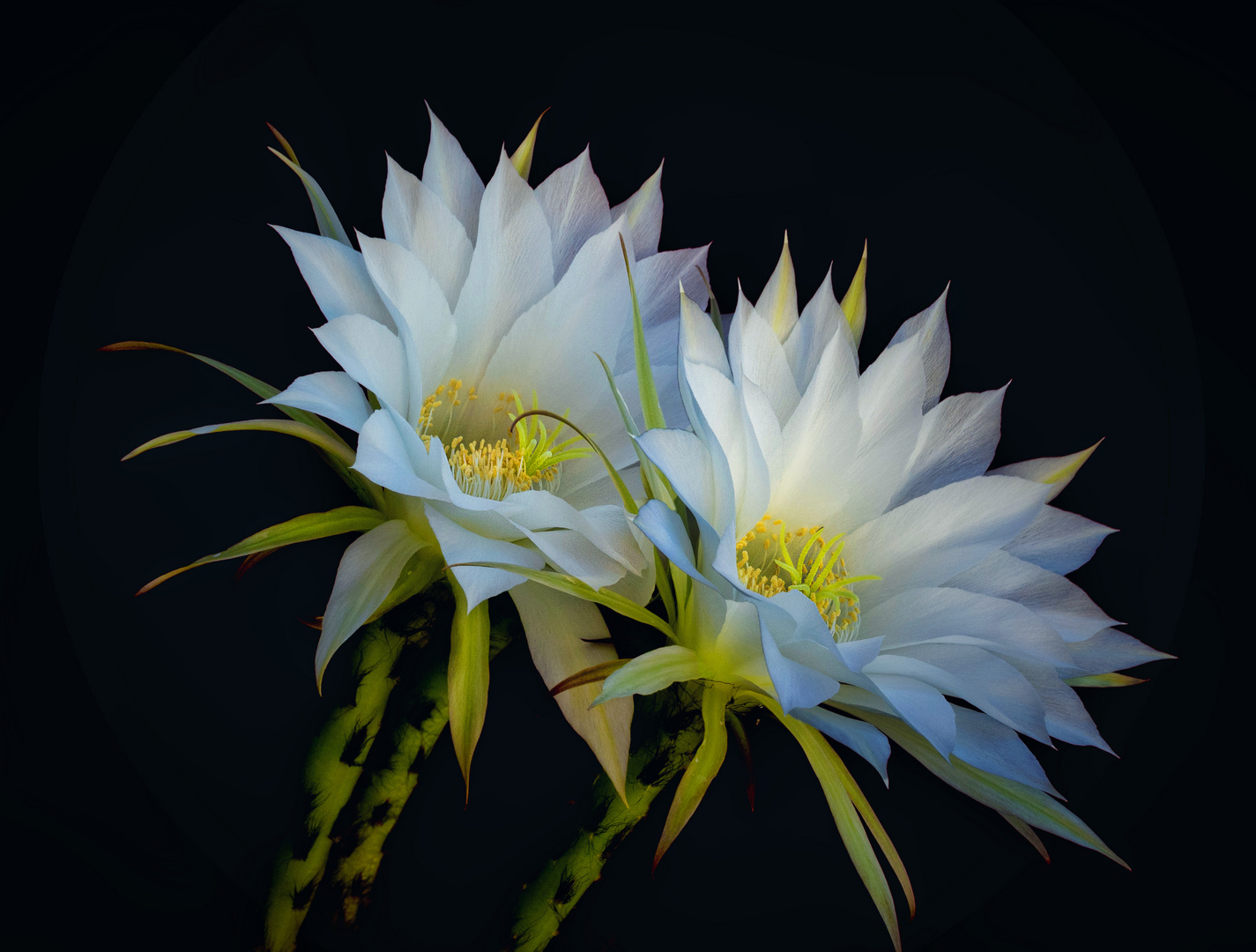 Cactus flowers