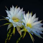 Cactus flowers