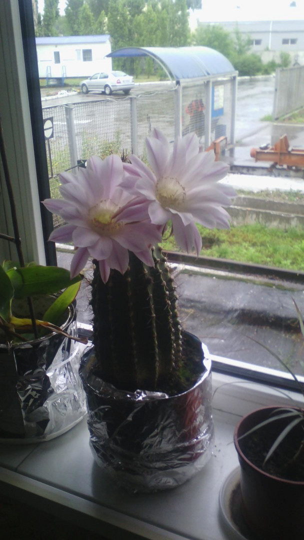 cactus flowers