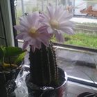 cactus flowers