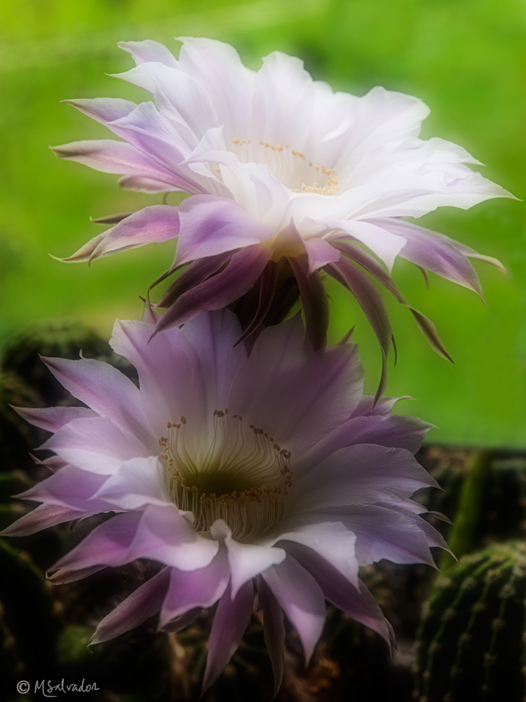 Cactus flowers