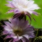 Cactus flowers