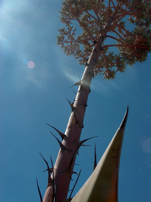 cactus from algarve