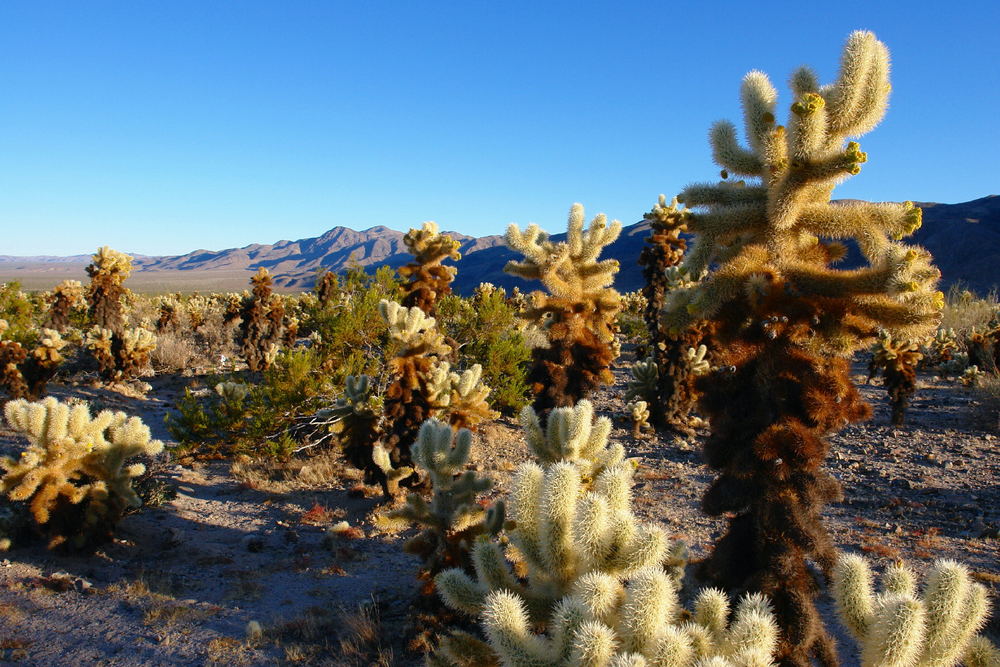 Cactus Garden 1