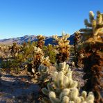 Cactus Garden 1