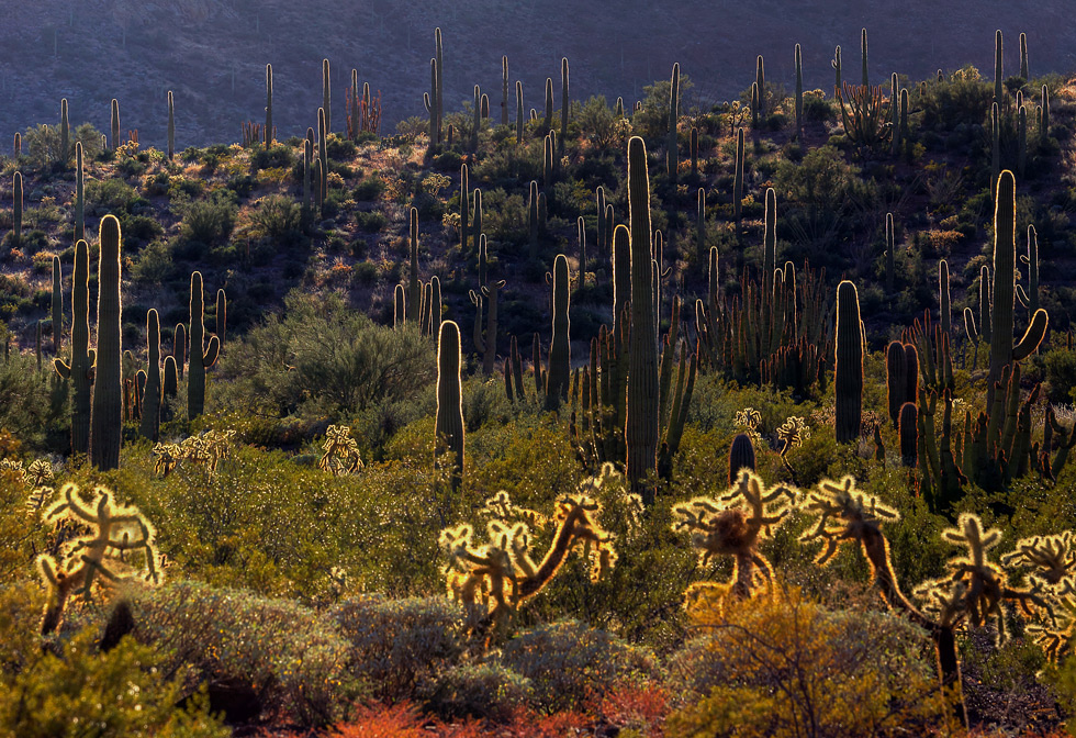 cactus garden