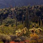 cactus garden