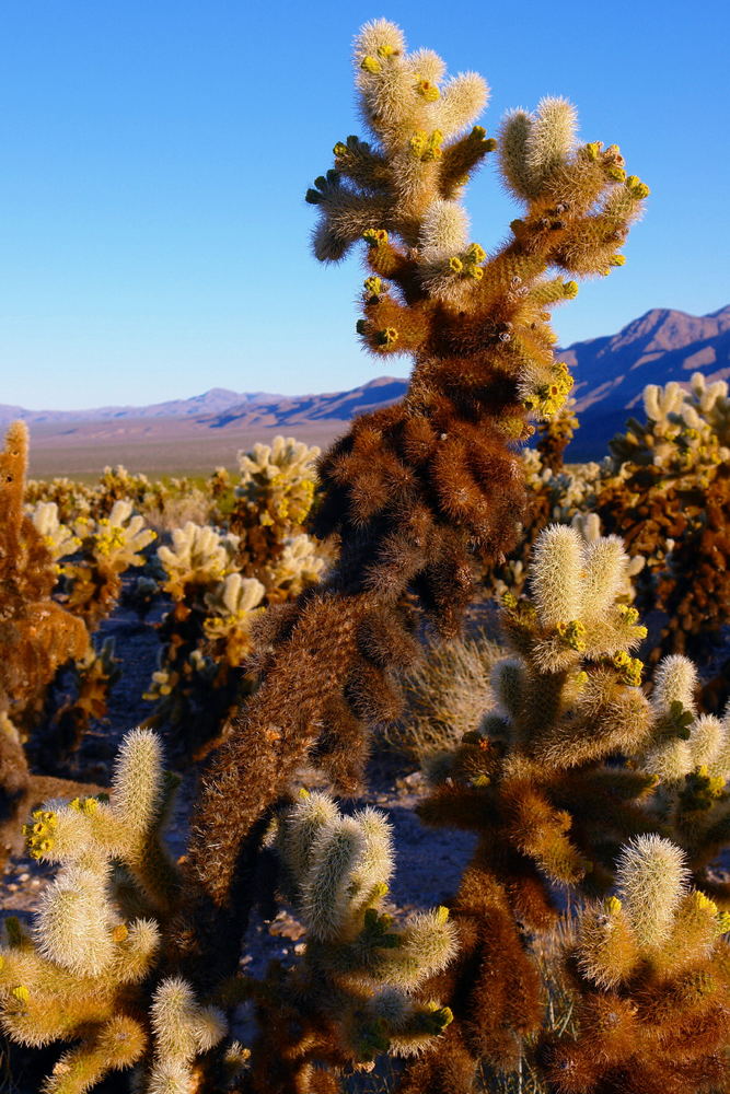 Cactus Garden 2