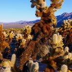 Cactus Garden 2