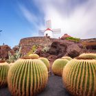 Cactus Garden.