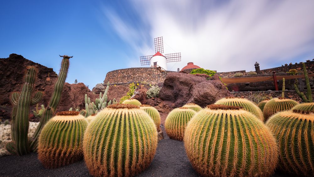 Cactus Garden.