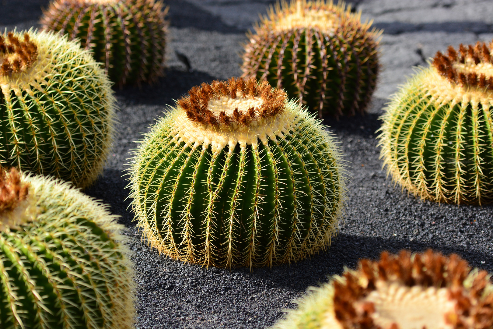 Cactus Garden