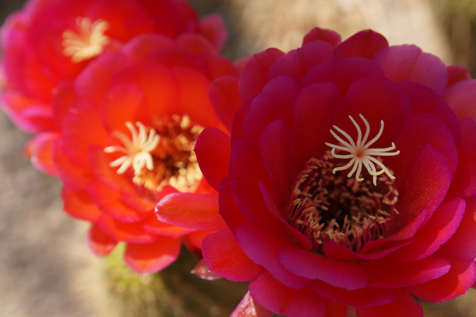 Cactus Garden