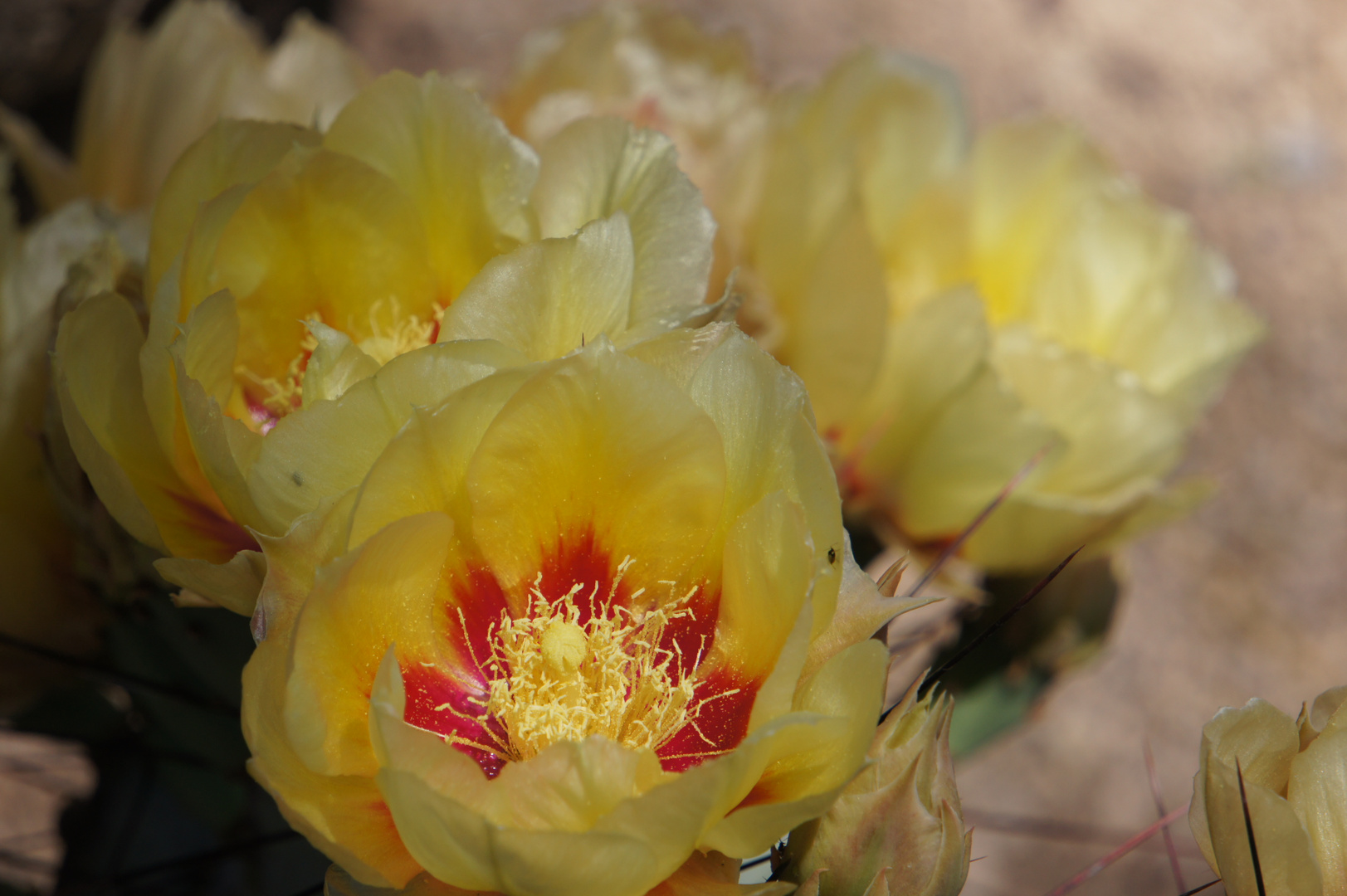 Cactus Garden Ethel M Las Vegas Nevada Usa Foto Bild