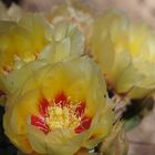 Cactus Garden, Ethel M, Las Vegas, Nevada, USA