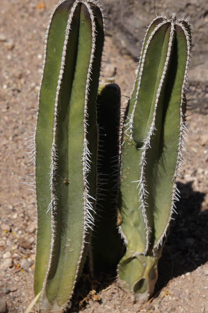 Cactus Garden Ethel M Las Vegas Nevada Usa V Foto Bild