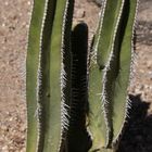 Cactus Garden, Ethel M., Las Vegas, Nevada, USA V