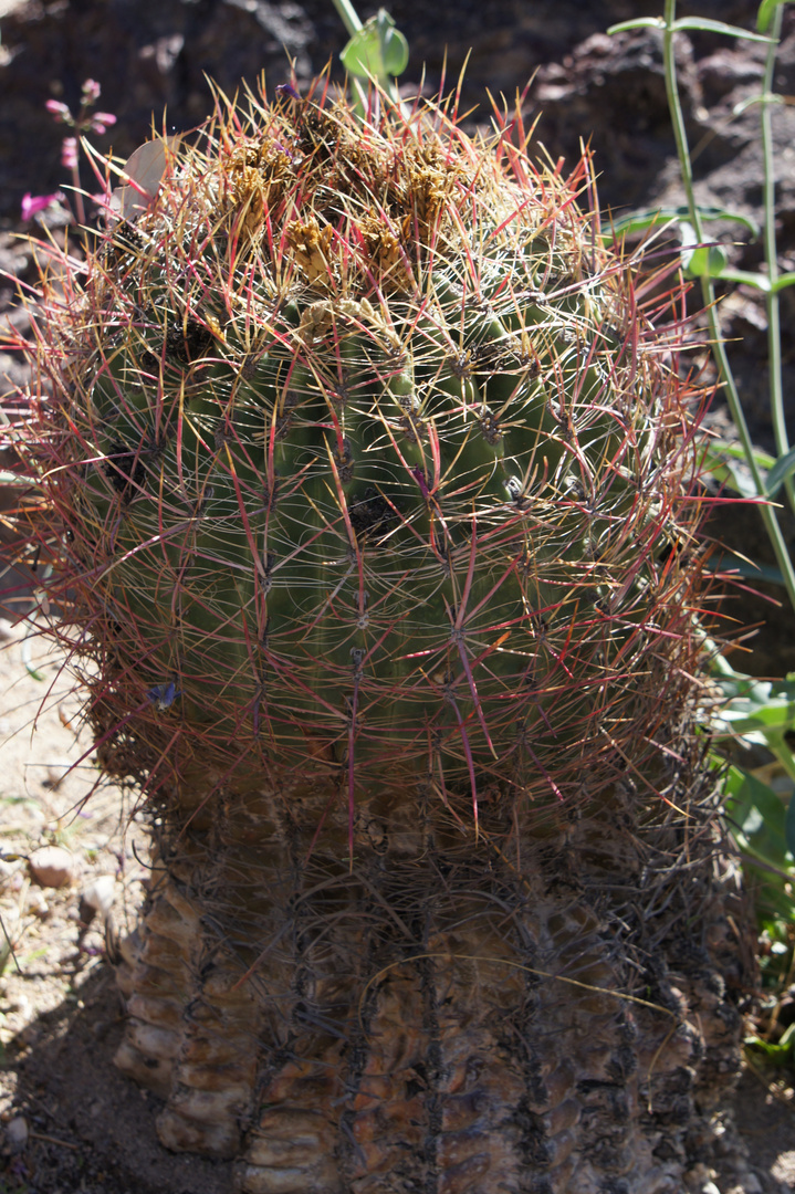 Cactus Garden Ethel M Las Vegas Nevada Usa Vi Foto Bild