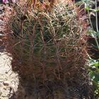 Cactus Garden, Ethel M., Las Vegas, Nevada, USA VI