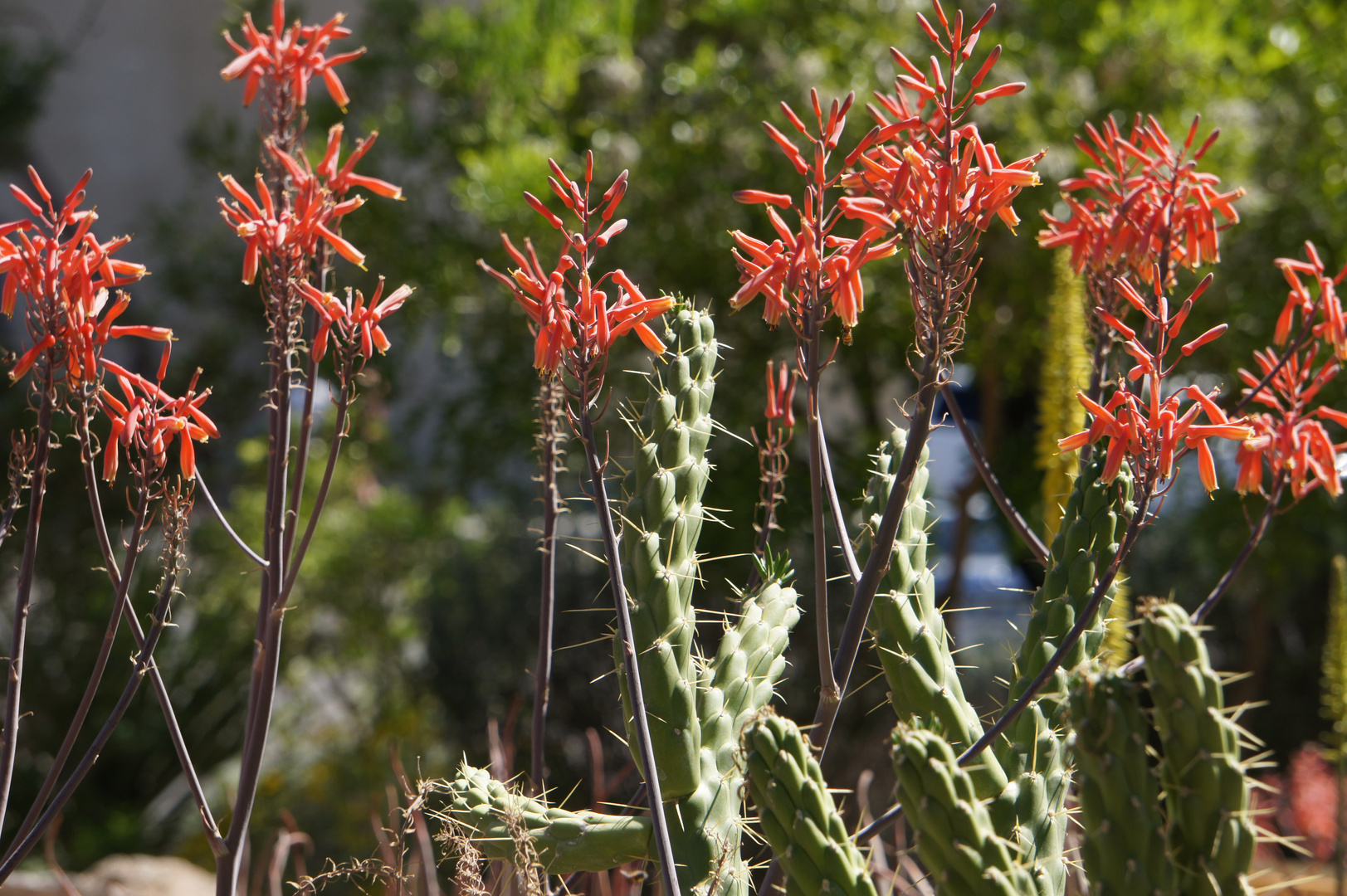 Cactus Garden Ethel M Las Vegas Nevada Usa Iv Foto Bild