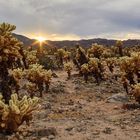 Cactus Garden