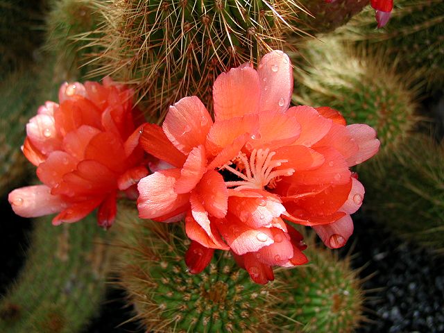 Cactus Garden - Lanzarote