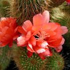 Cactus Garden - Lanzarote