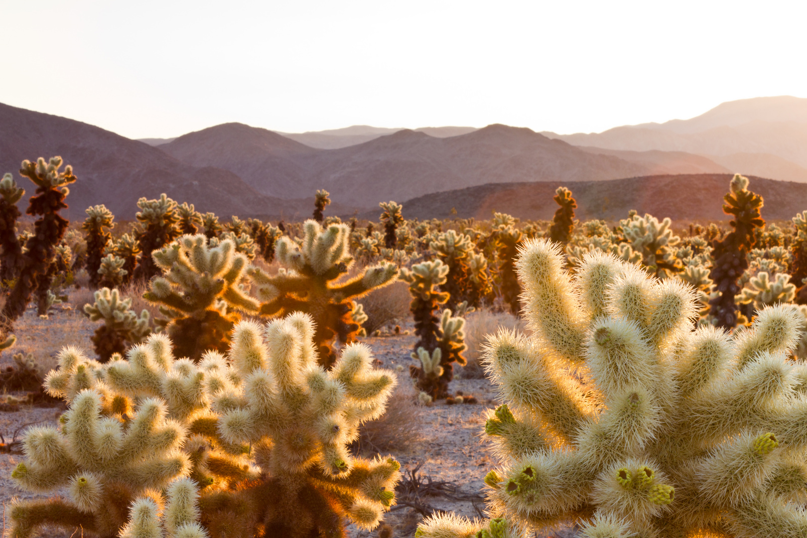 Cactus Glow