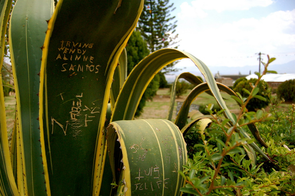 Cactus Graffiti