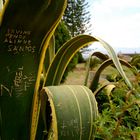 Cactus Graffiti