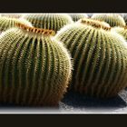 Cactus I