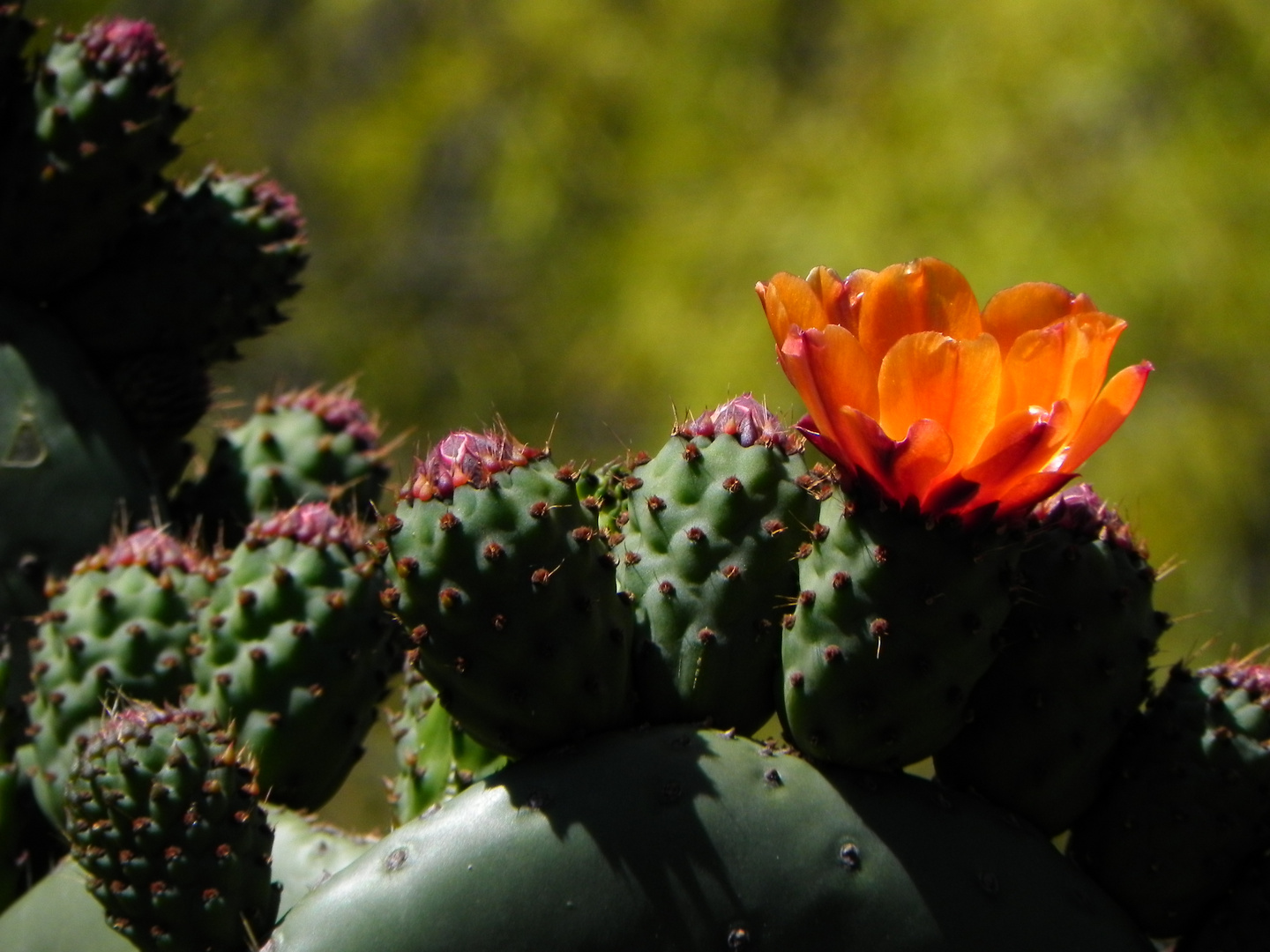 cactus in california