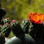 cactus in california