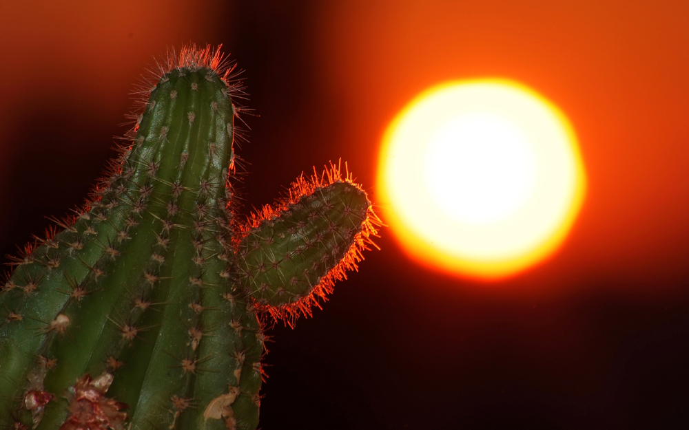 cactus in the sun