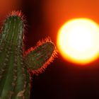 cactus in the sun