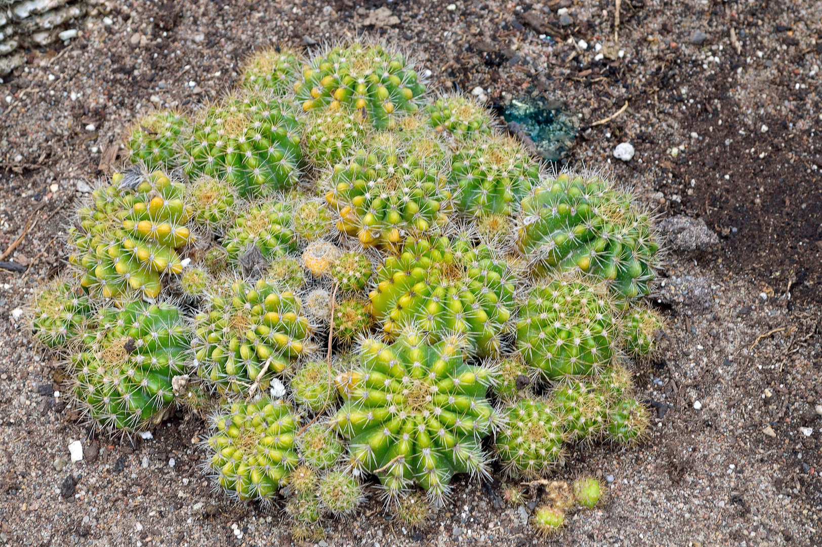 Cactus ( Jardin botannique ).