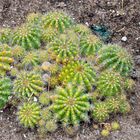 Cactus ( Jardin botannique ).