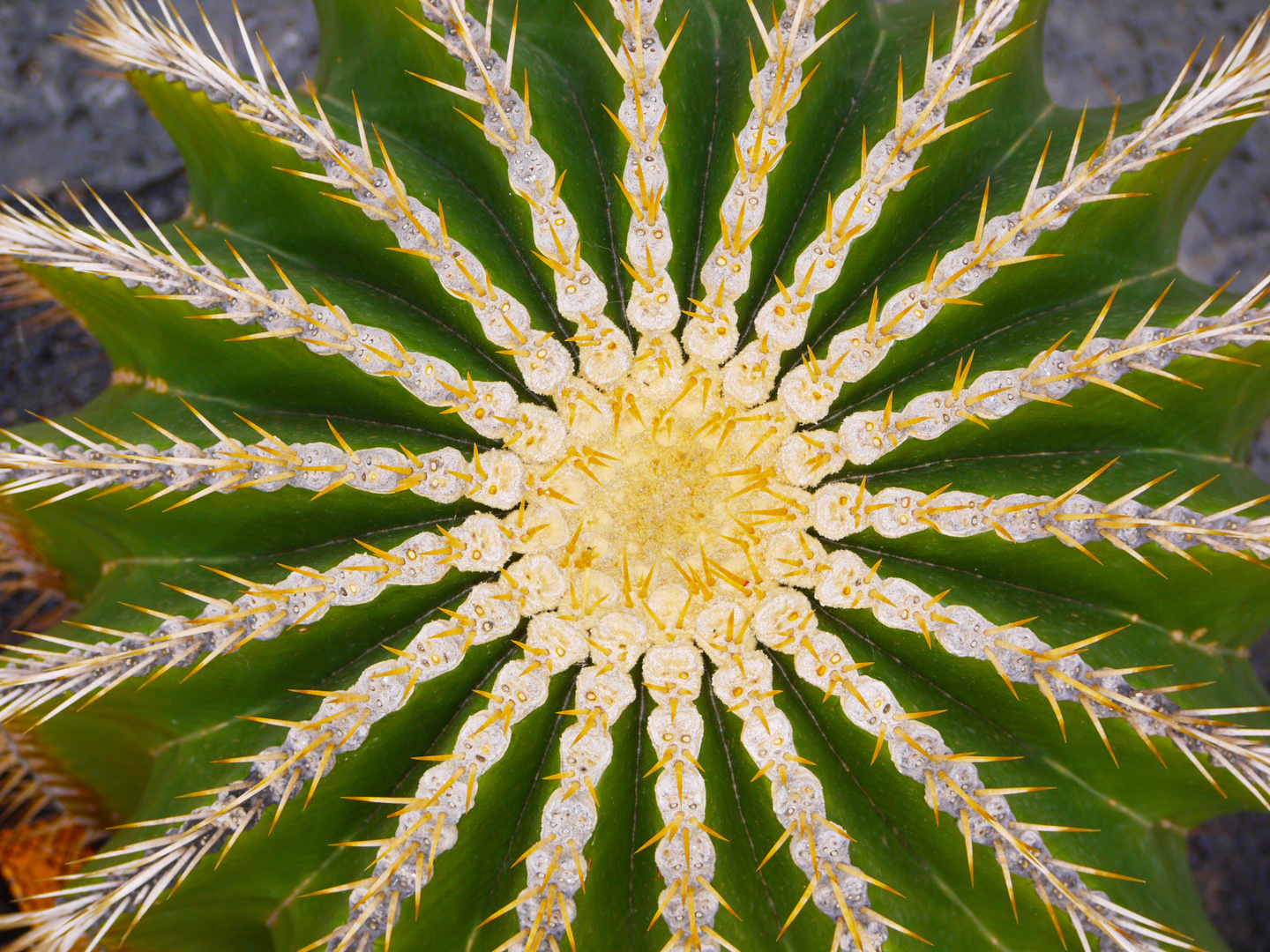 Cactus, Lanzarote