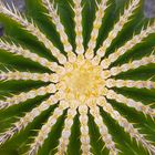 Cactus, Lanzarote