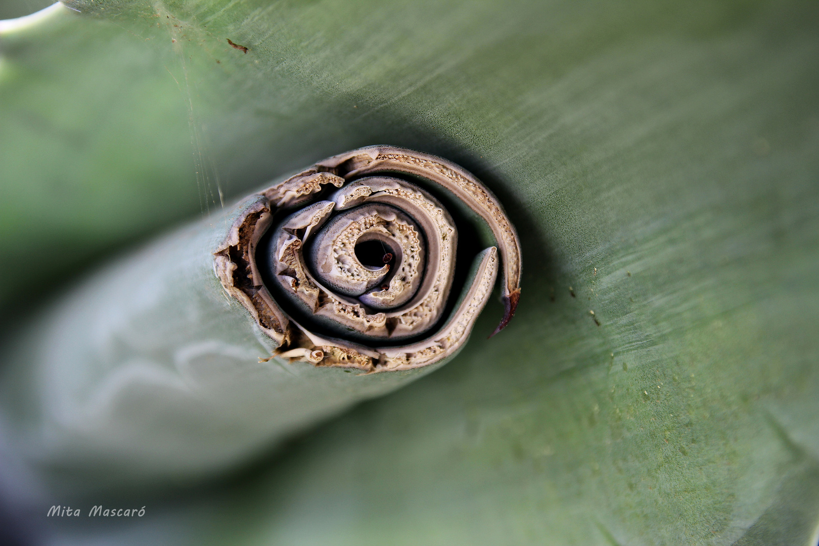 Cactus mutilatus