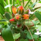 Cactus naranja