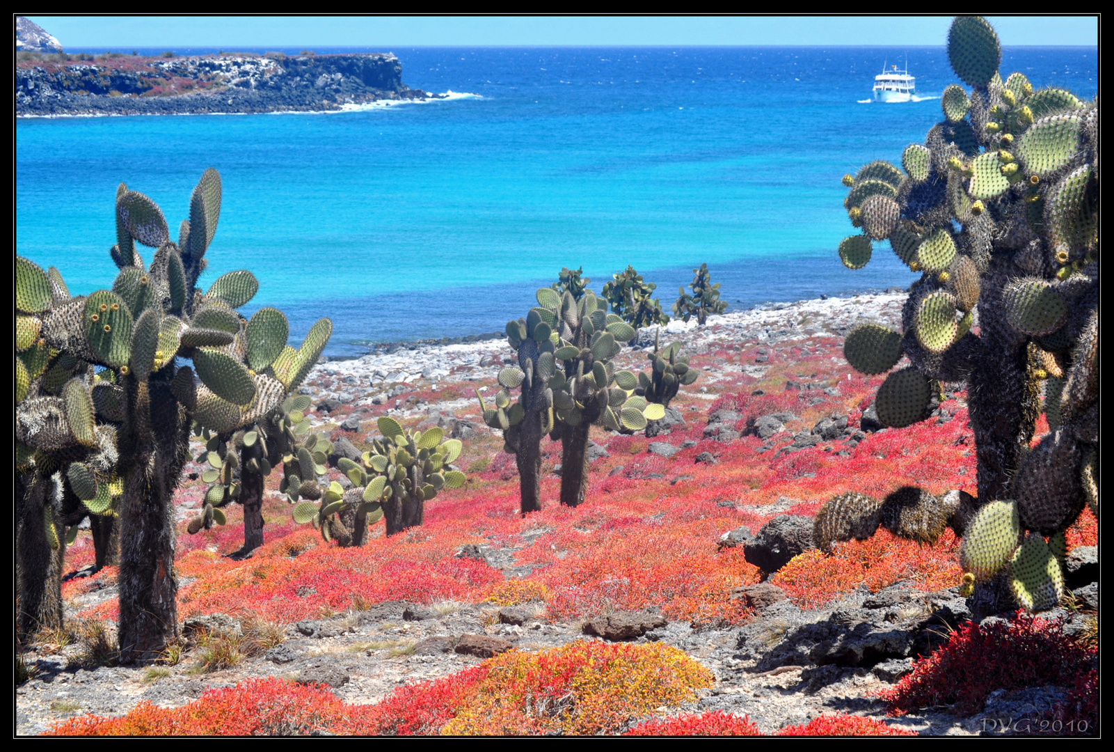 Cactus of Galapagos